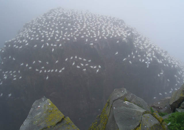 Another incredible spot for birds is none other than Bird Rock at Cape St. Mary’s Newfoundland Sea Bird Ecological Reserve. What we could see on this misty, hazy day was crazy! Bird Rock is a sea stack that sits just a few feet from the main body of Cape St. Mary’s headland. It rises 100 meters from the sea and is the second largest Gannet rookery in North America.